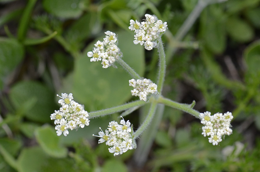 Athamanta cretensis / Atamanta comune